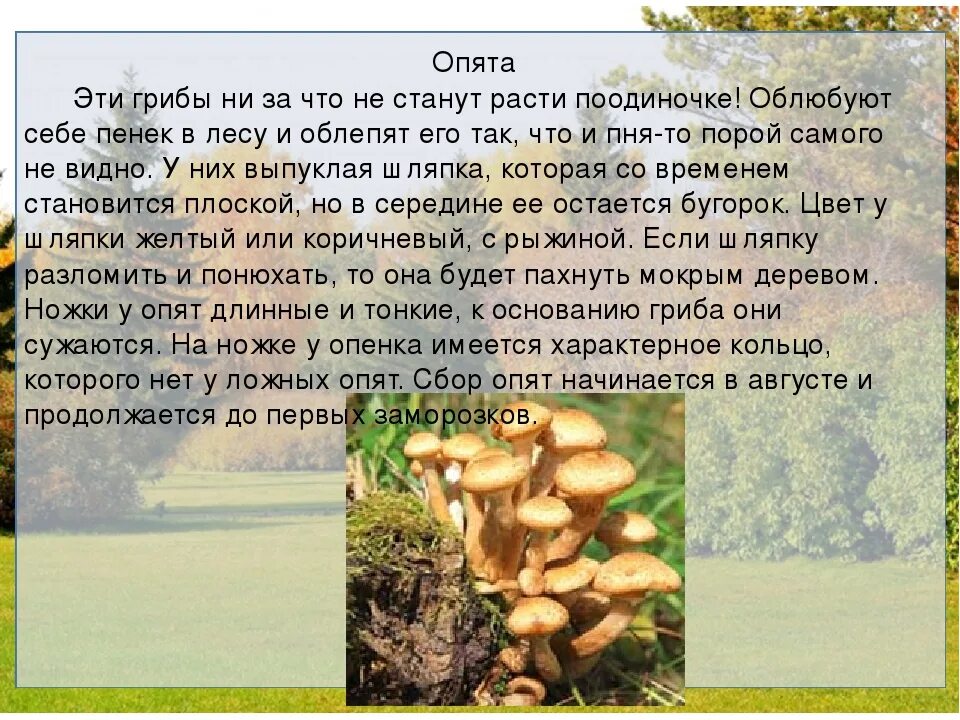 Гриб сообщение 3 класс окружающий. Опята сообщение для 2 класса. опята доклад. сообщение о опятах. сообщение о грибах.