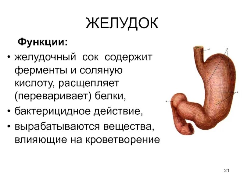 Внешнее строение желудка анатомия. Характеристики желудка человека. Кардиальный отдел желудка. Отделы желудка анатомия строение. Строение желудка человека анатомия.