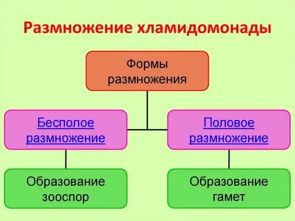 Напишите правильную последовательность размножения хламидомонады