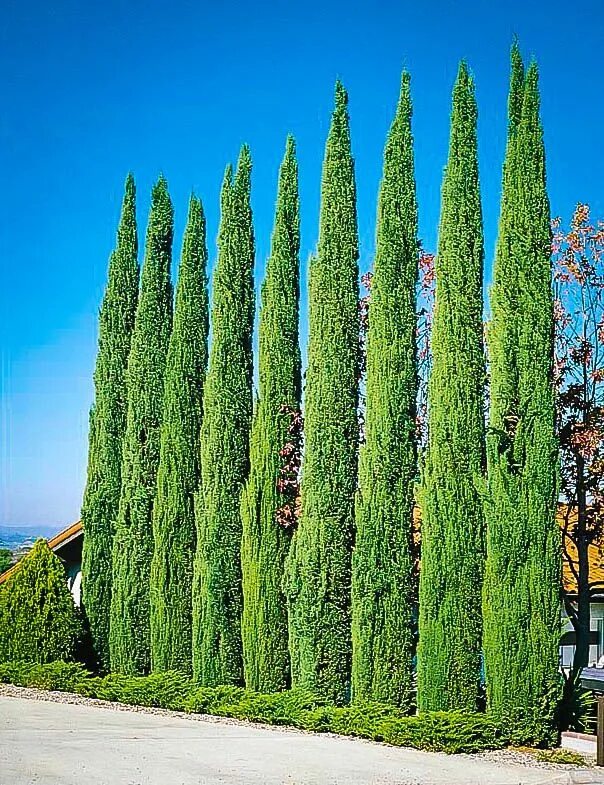 Стройный как кипарис. Кипарис вечнозеленый (cupressus sempervirens). кипарис итальянский (cupressus sempervirens). кипарис крымский. кипарис пирамидальный стрикта.