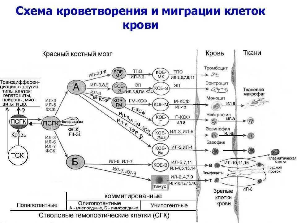 Схема гемопоэза клеток крови. Регуляция гемопоэза схема. Схема образования кровяных клеток. Схема кроветворения гистология. Стволовая клетка крови