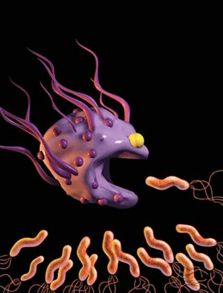 Макрофаг фагоцитоз бактерию. Фагоциты кишечной палочки. Лимфоциты фагоциты вирусы. Клетки фагоциты.