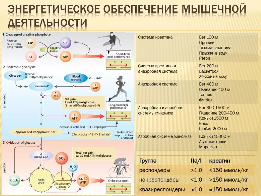 Окислительный процесс в мышцах