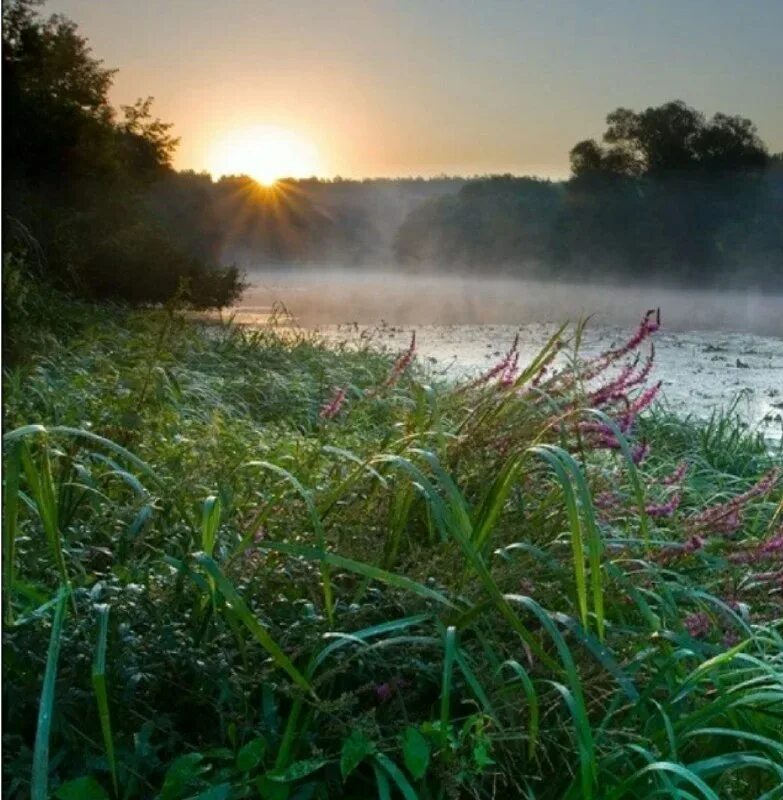 Нежный пейзаж. Утренняя зорька. Природа заря. Золотистая вечерняя заря. Вставать на зорьке.