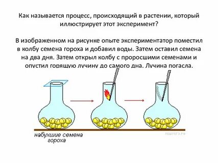Экспериментатор измельчил семена