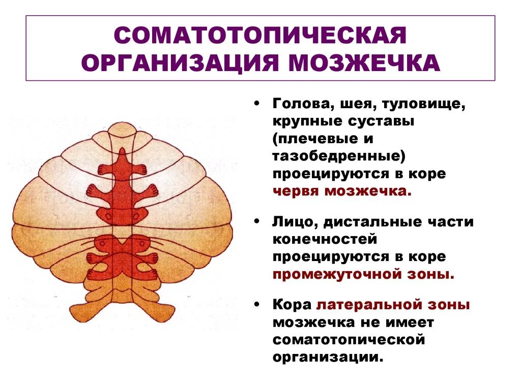 Тест мозжечок. Соматическая проекция в коре червя и полушария мозжечка. Принцип соматотопической организации. Мозжечок проекция. Соматотопическая проекция.