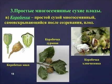 Сухие зародыши