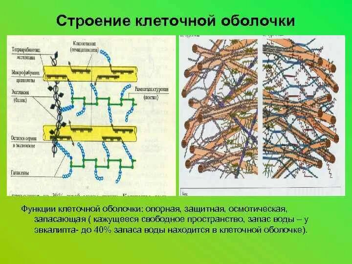 Строение клеточной стенки растений. Схема строения клеточной стенки растений. Первичное строение оболочки растительной. Строение клеточной стенки грибов.