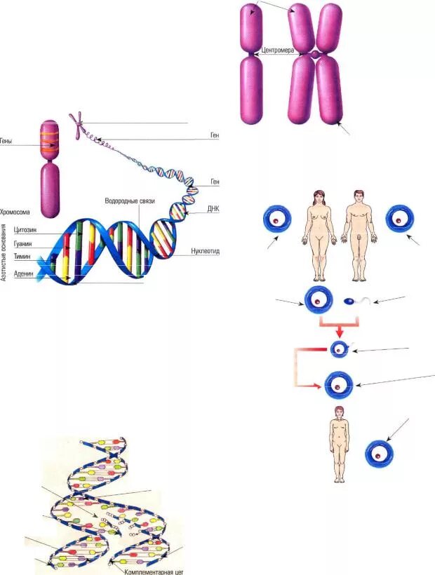 Хромосома ДНК ген схема. ДНК хромосомы гены схема. Масштаб хромосомы. Гены в клетках организма расположены в.