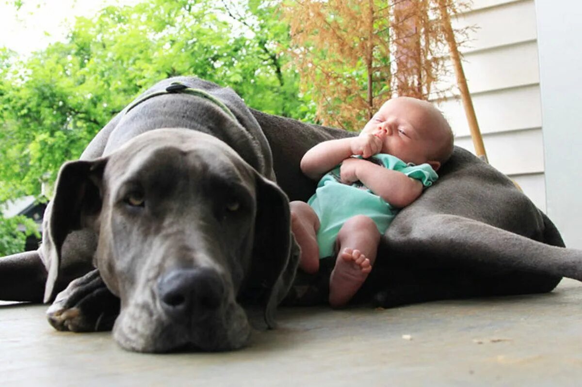 Завести большую собаку. Ребенок и большая собака. Собака для детей. Добрые собаки для детей. Маленькие собаки для детей.