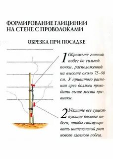 Как формировать глицинию