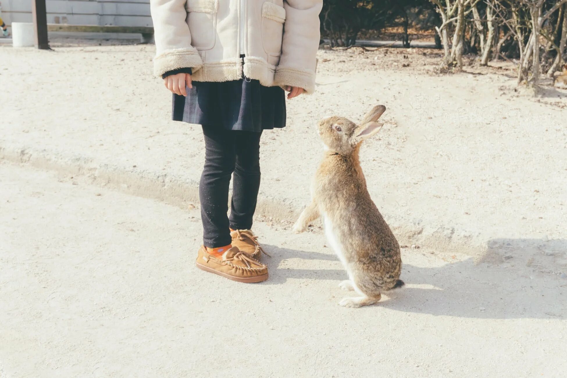 Можно ди гулять. Кролики на улице. Декоративные кролики на прогулке. Заяц на прогулке. Кролик гуляет.