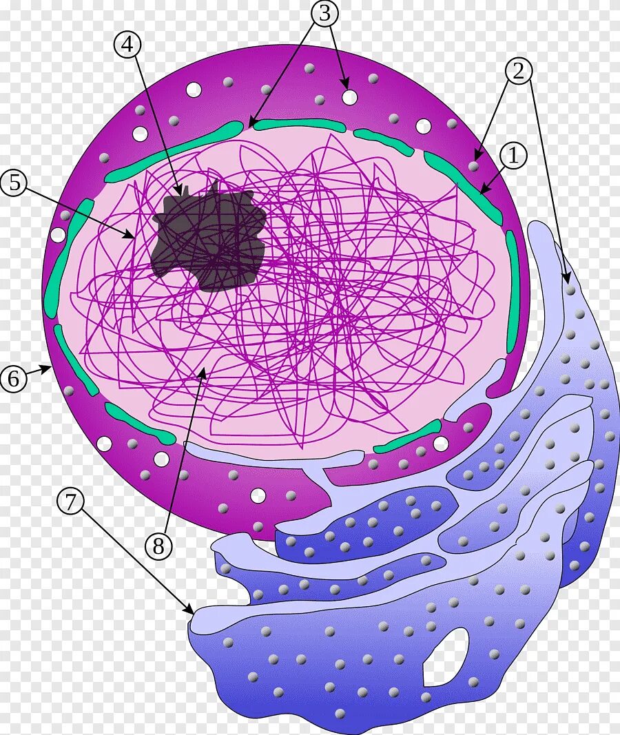 Ядро клетки. Nuclear reaction. Nucleus gracilis et cuneatus. Fissura mediana anterior спинного мозга. Хроматин в ядре.