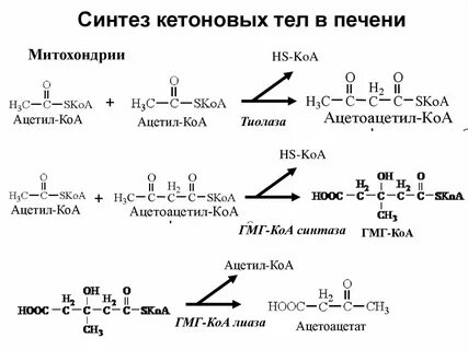 Реакции синтеза кетоновых тел