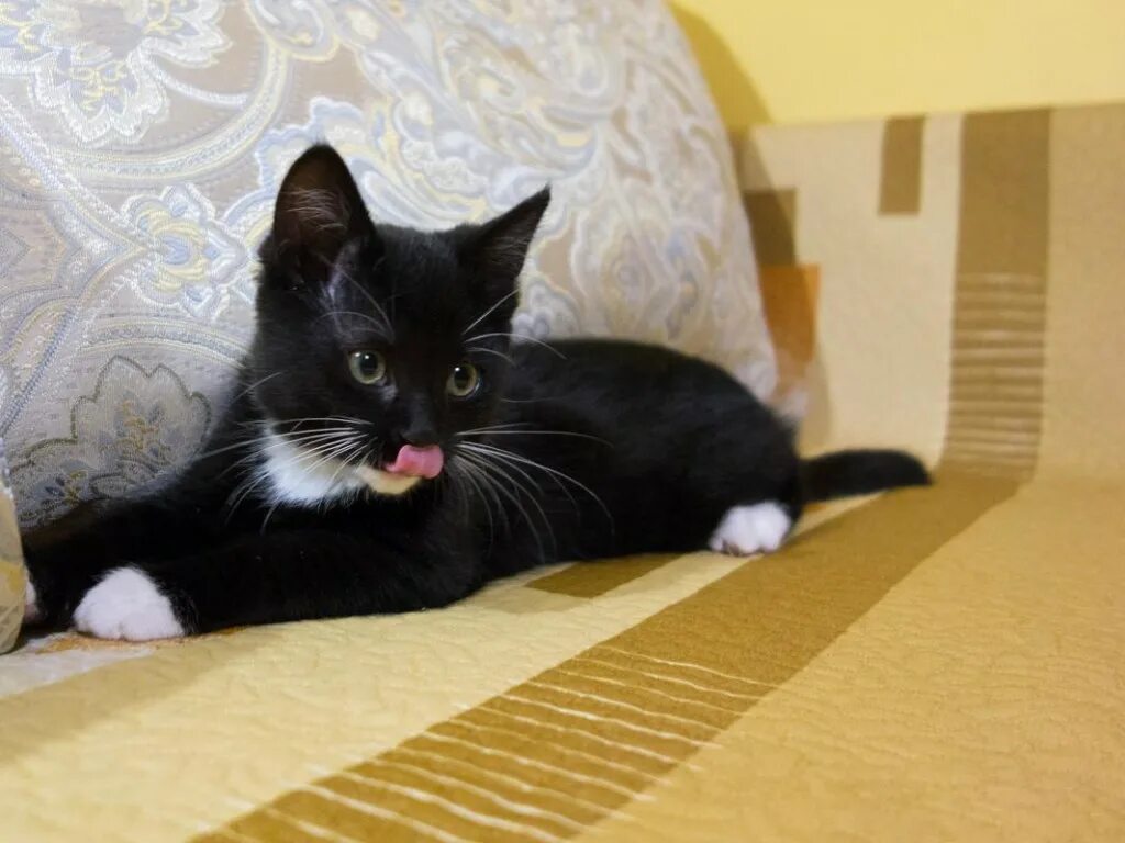 бомбейская кошка с белой грудкой. черный котенок с белой грудкой. черная кошка с белыми лапками. черный кот с белой лапой. кот с белыми лапками.