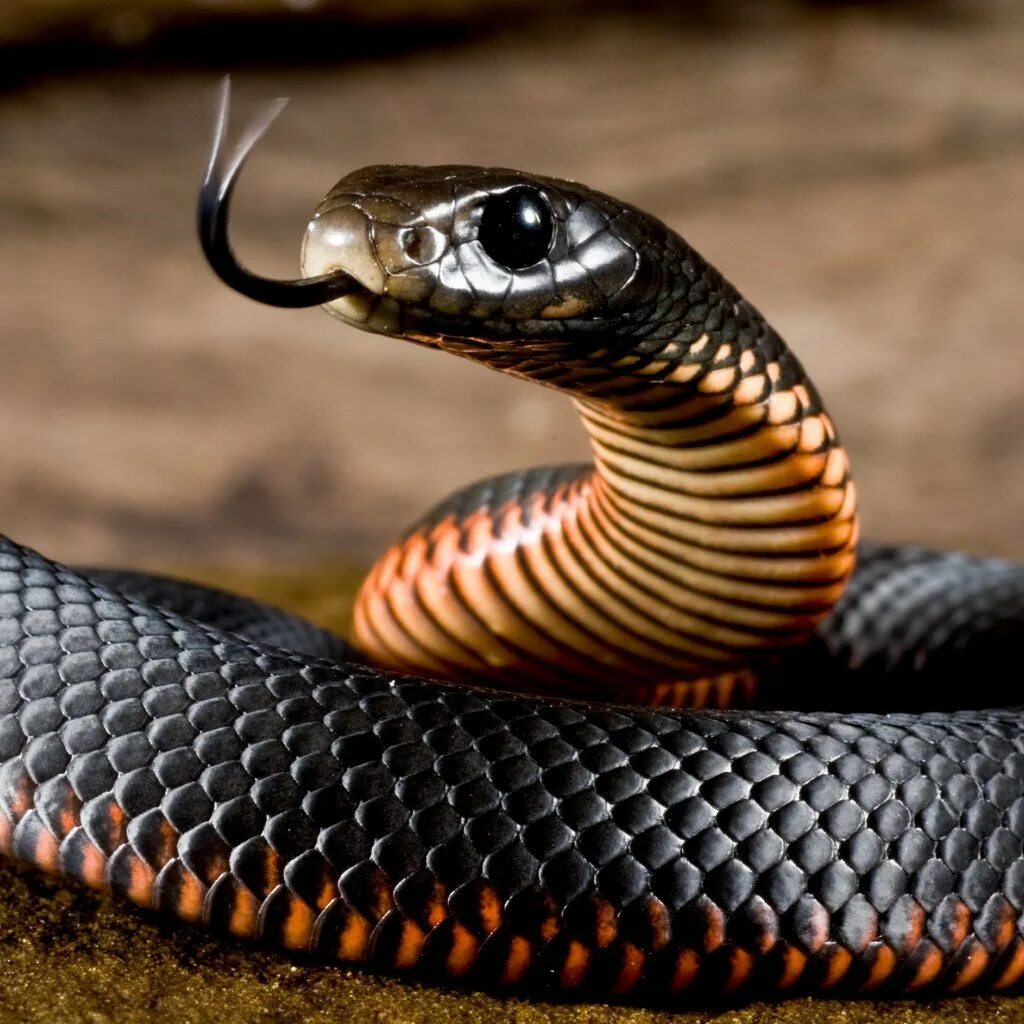 Скачай красивая кобра. Черный Аспид змея. Черная ехидна змея. Мадагаскарский полоз. Чёрная мамба змея.