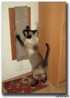 Почему коты царапают мебель