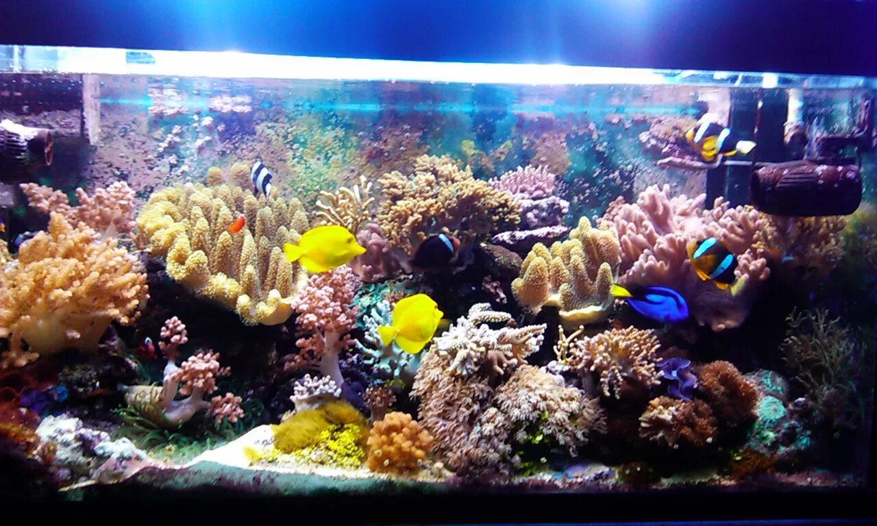 Риф торговый лист. Мягкий риф морской аквариум. морской аквариум воронеж. морской аквариум на просвет. риф дзержинск.