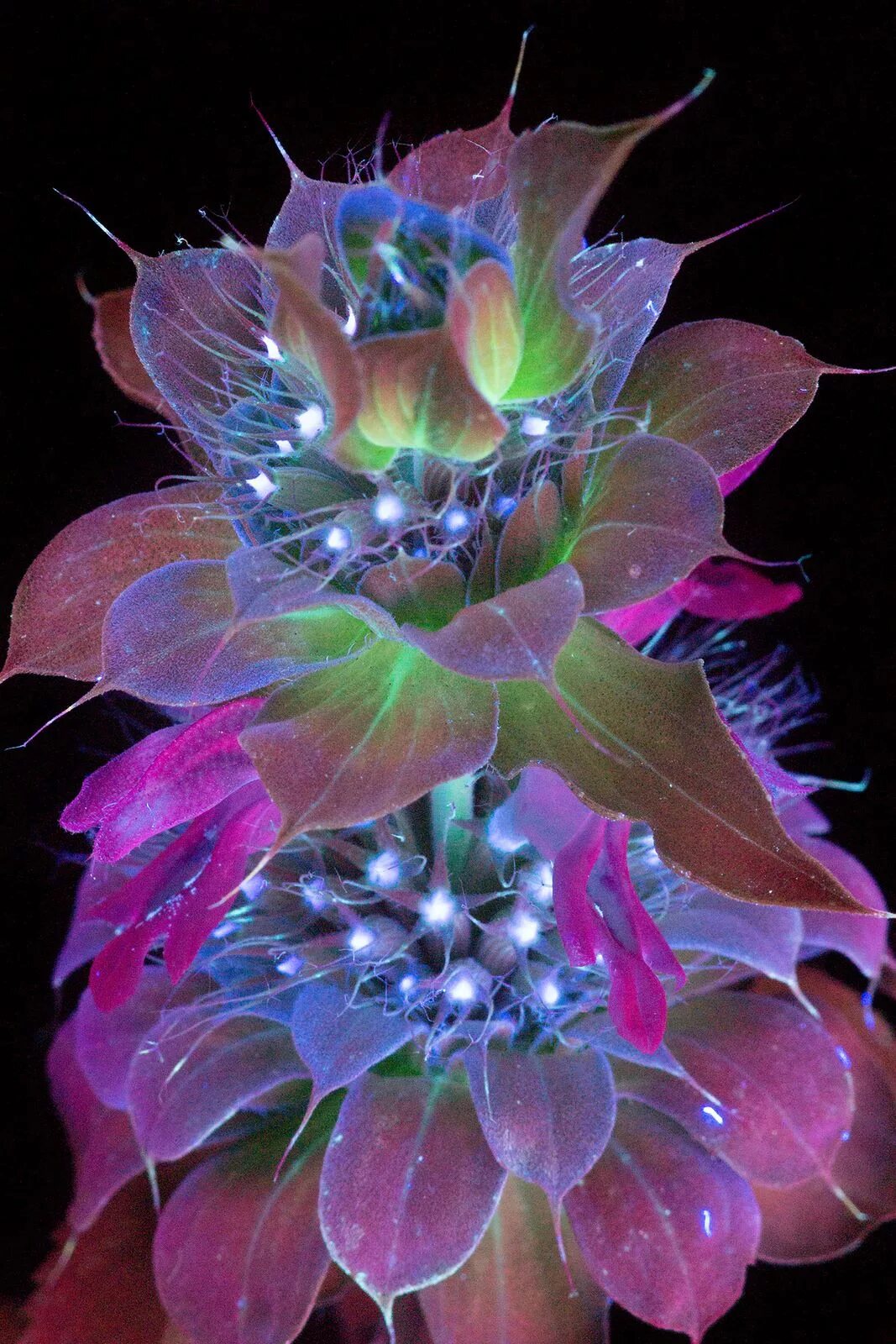 Невероятный цвет. Цветы в ультрафиолете Крейг Берроуз. Крейг Барроуз (Craig Burrows). Необычные цветы.