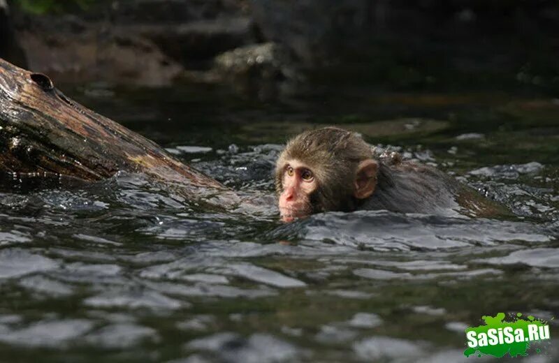Шимпанзе плавает. Обезьянка плавает. Обезьяна плывет. Мартышка плавает. Макака плавает.