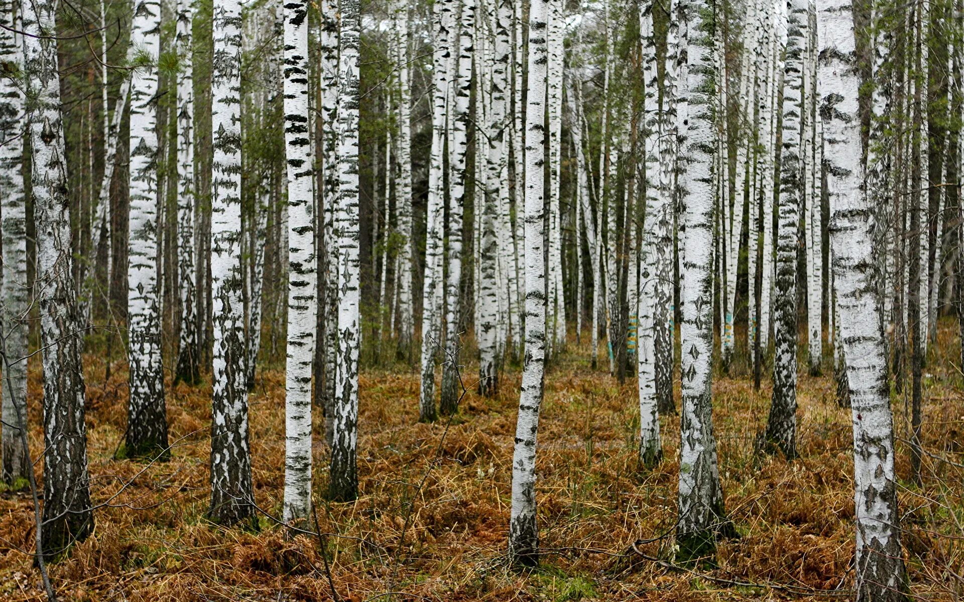 Лес где растет береза