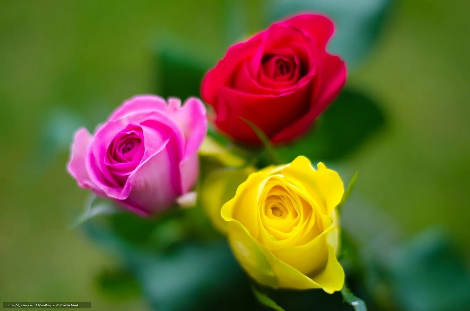 Розы 3 цветка. Красивые розы. Розы разных цветов. Красивые розы разных цветов. 3 Красивые розы.