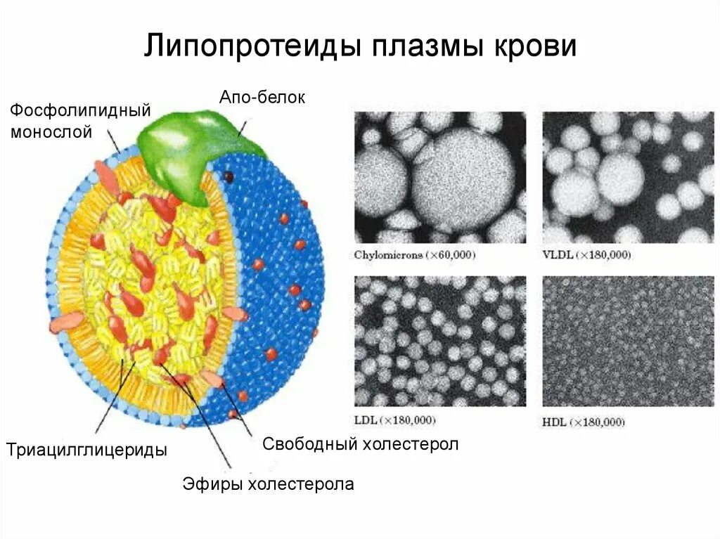 Лпнп триглицериды что. Лпнп триглицериды что