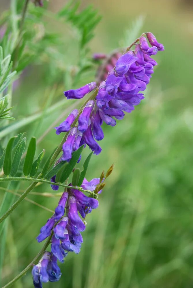 Plant wiki. Горошек мышиный (Vicia cracca). Мышиный горошек Луговой. Вика мышиный горошек. Люцерна мышиный горошек.