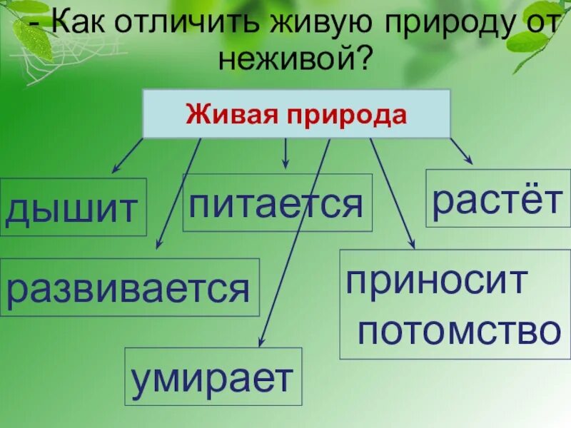 Живая и неживая природа. Таблица Живая и неживая природа. Различия живой и неживой природы. Признаки живой природы.