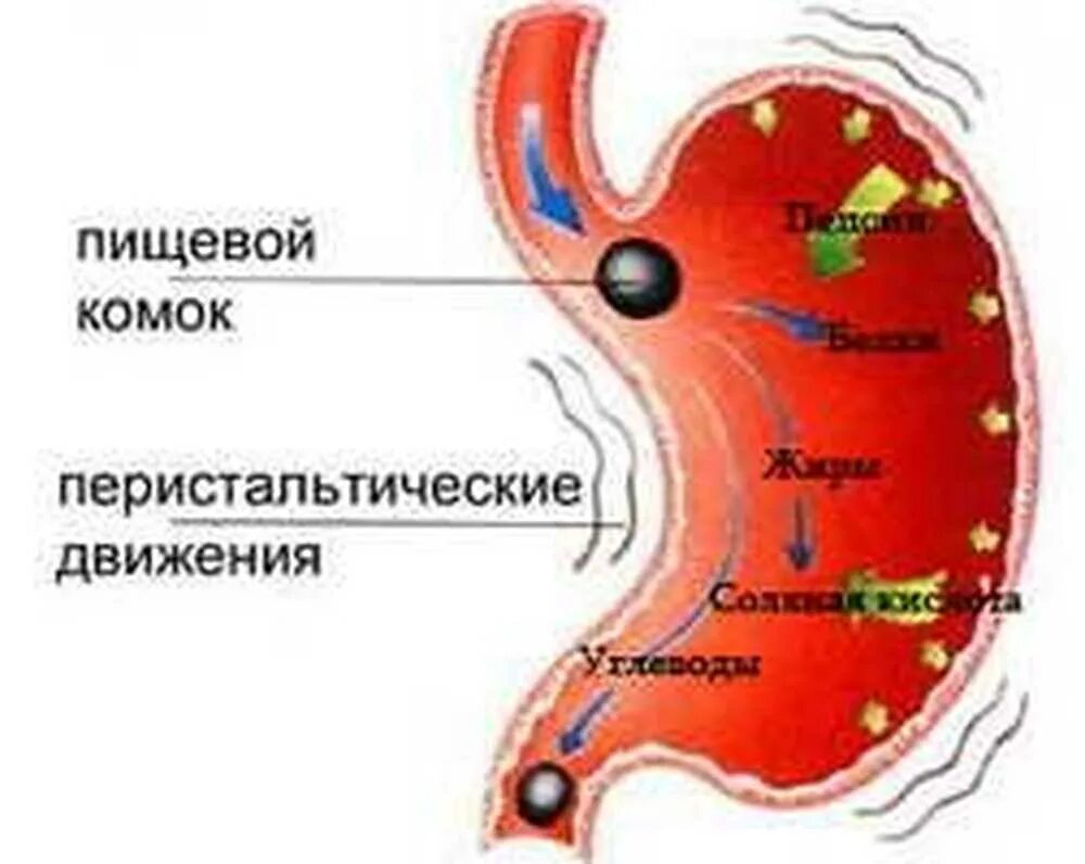 Обработка пищевого комка желчью. Моторика желудка. Движение пищевого комка.