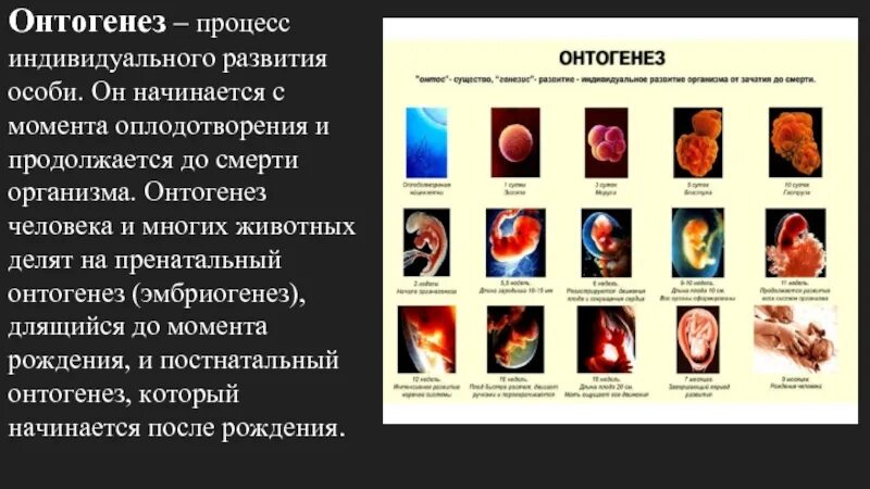 Период развития организма с момента рождения