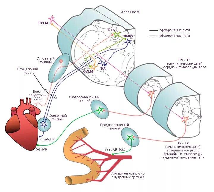 симпатическая иннервация органов. иннервация сосудов. иннервация кровеносных сосудов. иннервация кровеносных сосудов. кровоснабжение переднебоковой брюшной стенки.