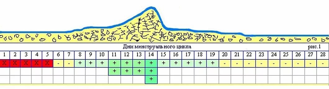 Правильный менструальный цикл. Правильный цикл месячных. Параметры нормального менструального цикла. Правильный отсчет менструального цикла. Как вызвать цикл месячных