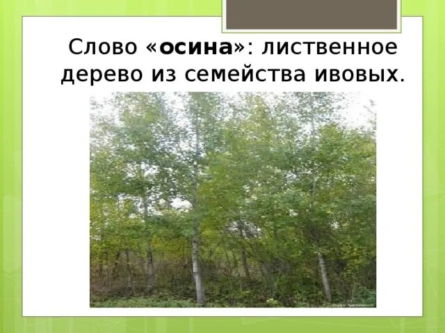 Лиственные деревья осина. Осина широколиственная. Антонимы лиственное дерево. Осина 2 класс.