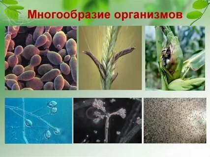 Все виды живых организмов