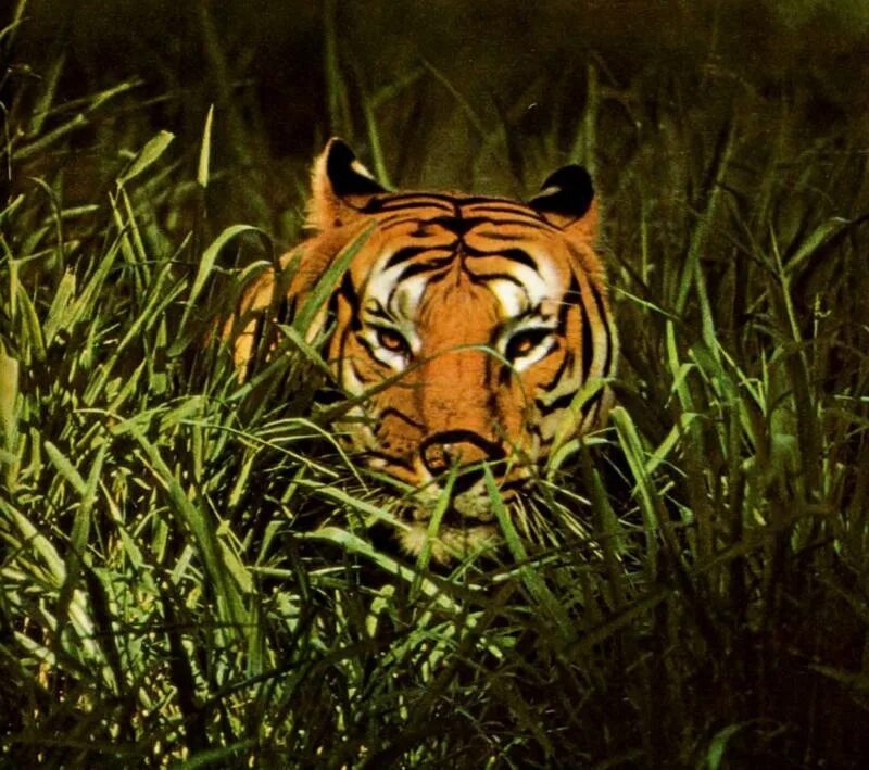 Виллиам Блейк Tiger. Тигр маскировка. Тигр тигр жгучий. Блейк тигр тигр жгучий страх. Тигр тигр жгучий страх ты