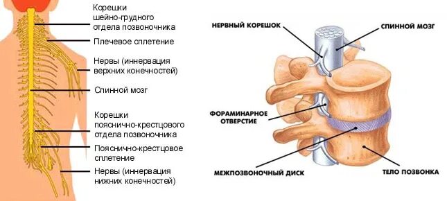 Корешковые нервы в пояснице. Строение нервных Корешков позвоночника. Корешки поясничного отдела позвоночника анатомия. Строение позвоночника с нервными корешками. Нервы нервные окончания спинной мозг.