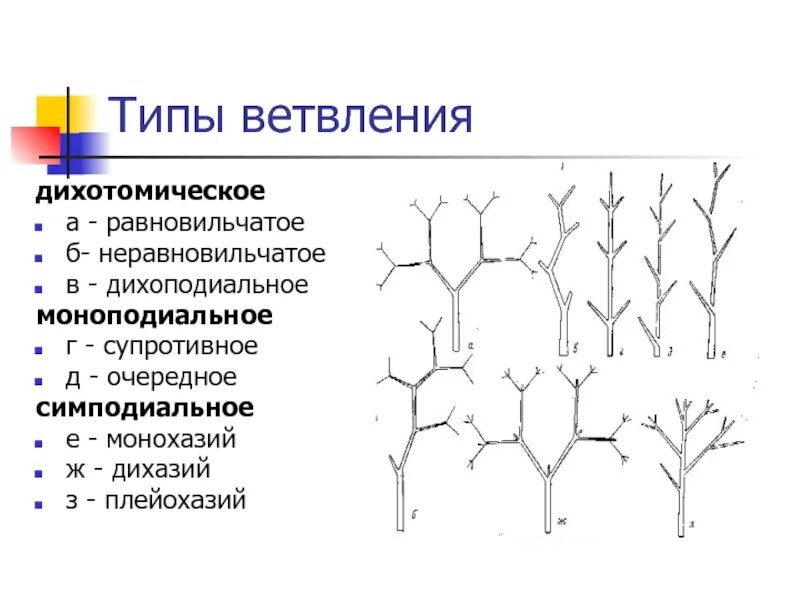 Порядок ветвления. Типы ветвления побегов у растений. Типы ветвления побегов таблица. Оператор ветвления. Типы ветвления побегов рисунок.