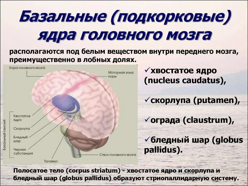 Стационарное ядро. Базальные подкорковые ядра головного мозга. Подкорковые ядра головного мозга анатомия. Базальные ядра головного мозга функции. Подкорковые ядра мозга функции.