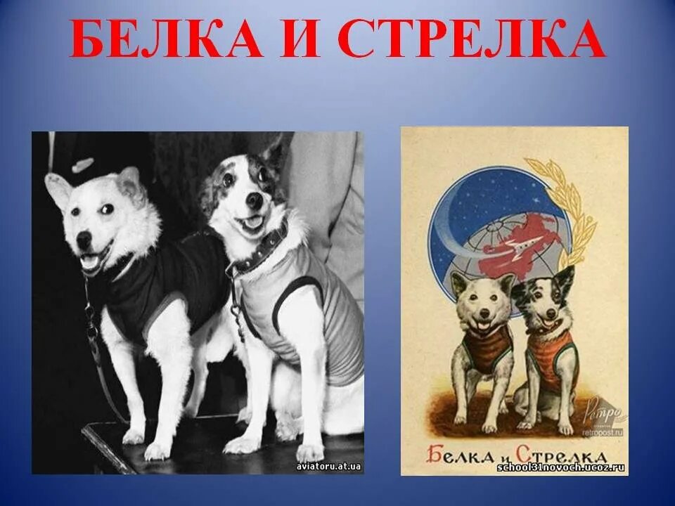 19 августа 1960. Полет белки и стрелки в космос. Гагарин и белка и стрелка. Первые животные в космосе белка и стрелка. Белка и стрелка 1960.