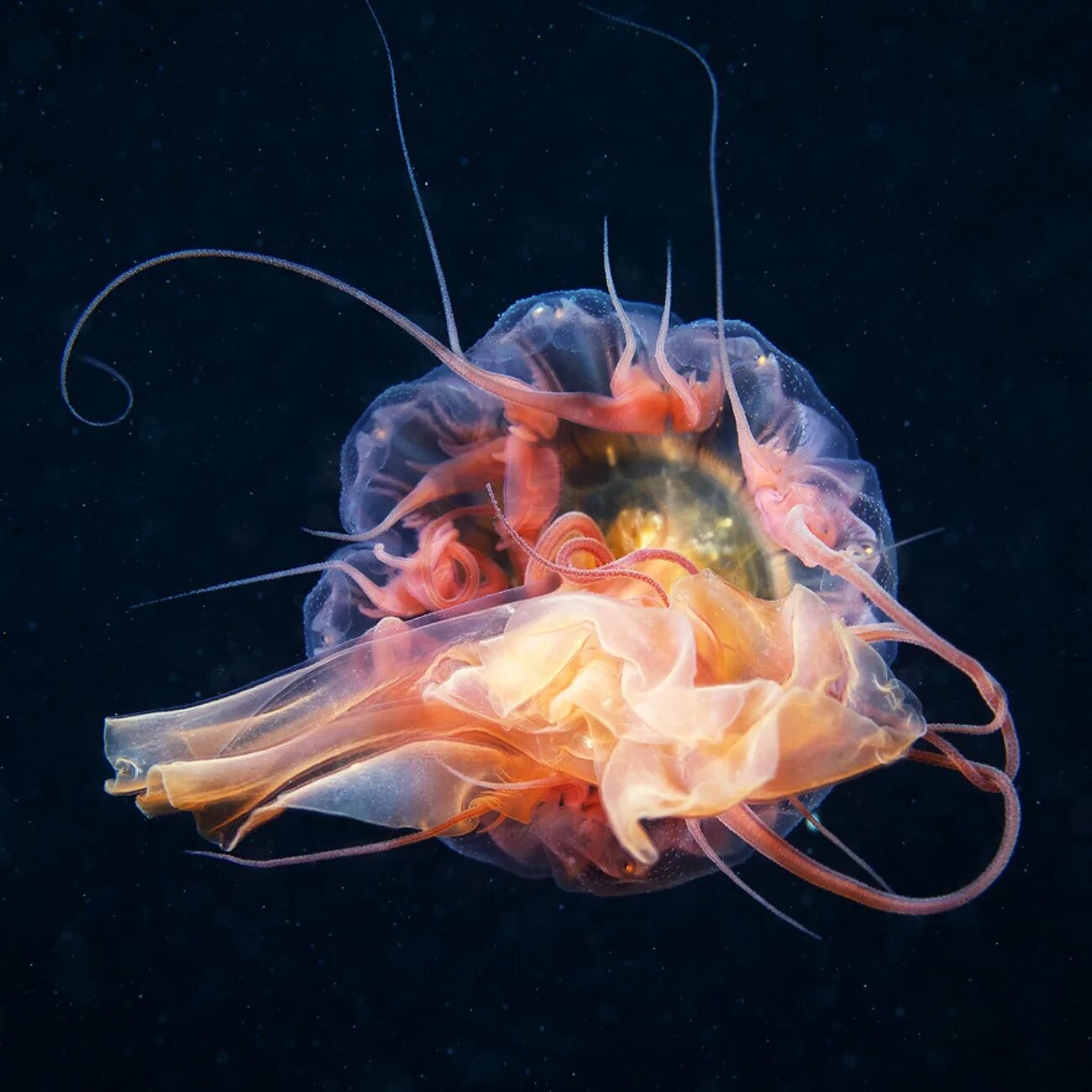 Глубоководные обитатели океана. Медуза цианея. Цианея полип. Медуза цианея питание. Глубоководные медузы.