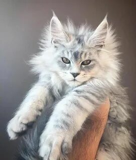 Мэйкун котята