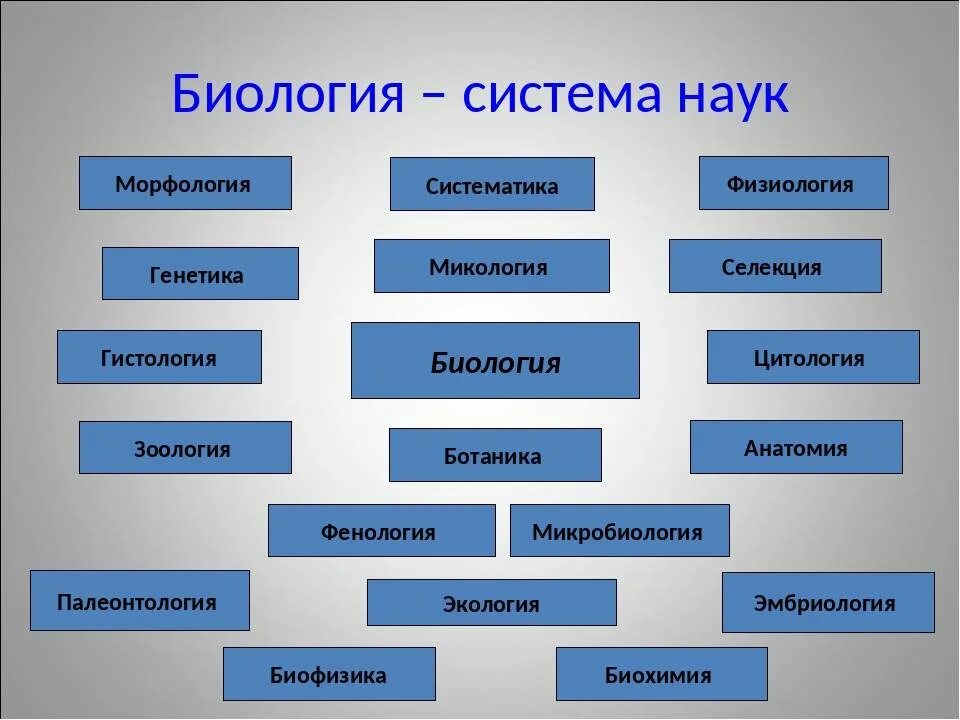 Биологические науки 6 класс. Система биологических наук схема. Биология система биологических наук. Структура науки биологии. Классификация наук биологии.