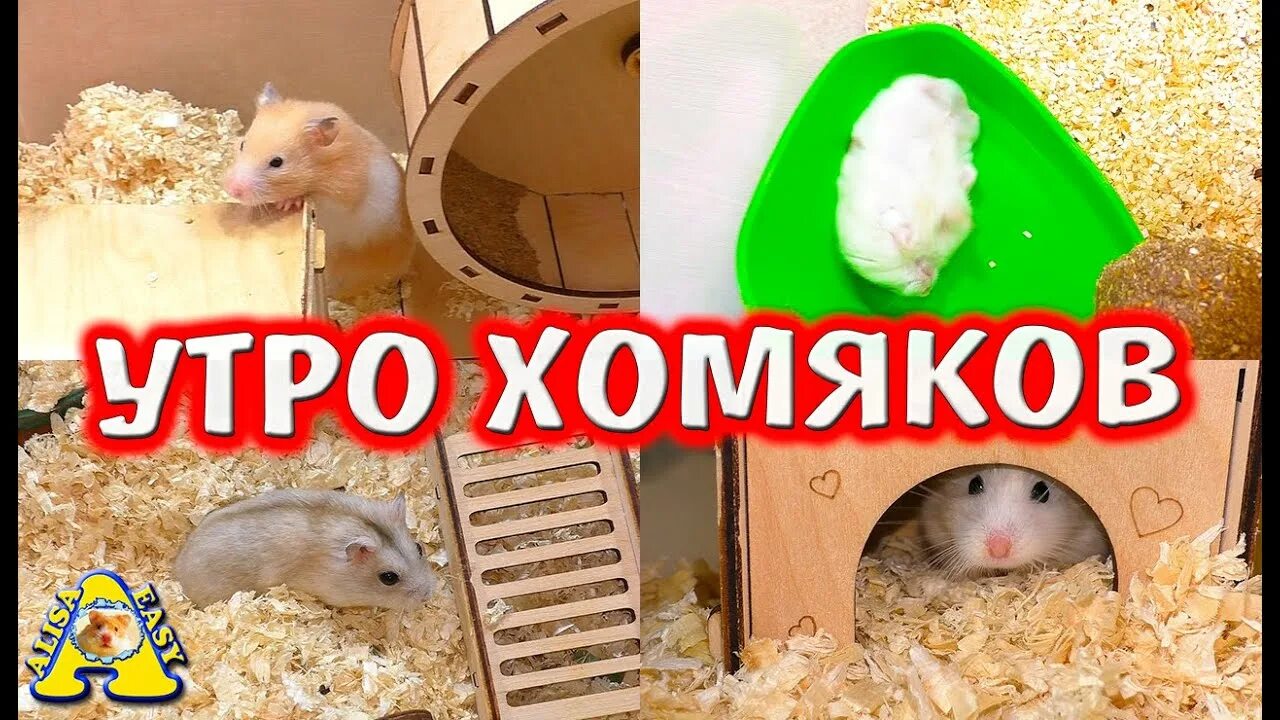 Хомяки можно хлеб давать. Алиса изи петс хомяки. хомяк фанта. алиса изи pets хомяки роборовского.