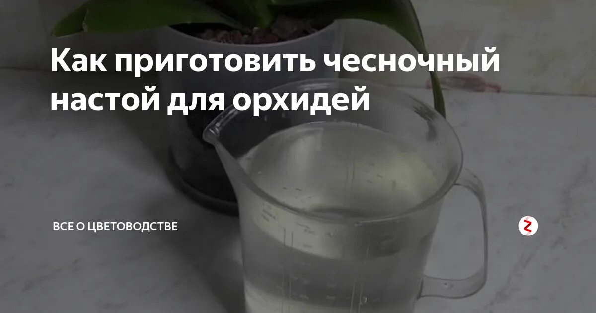 Чесночная вода вред. Чесночный настой для орхидей. Орхидеи и чесноком подкормка. Чесночная вода для орхидей. Чесночная подкормка для орхидей.