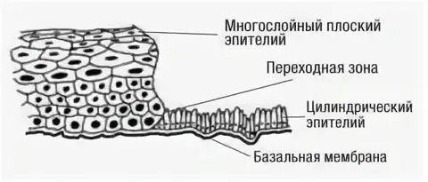 Эпителиальные клетки цервикальный