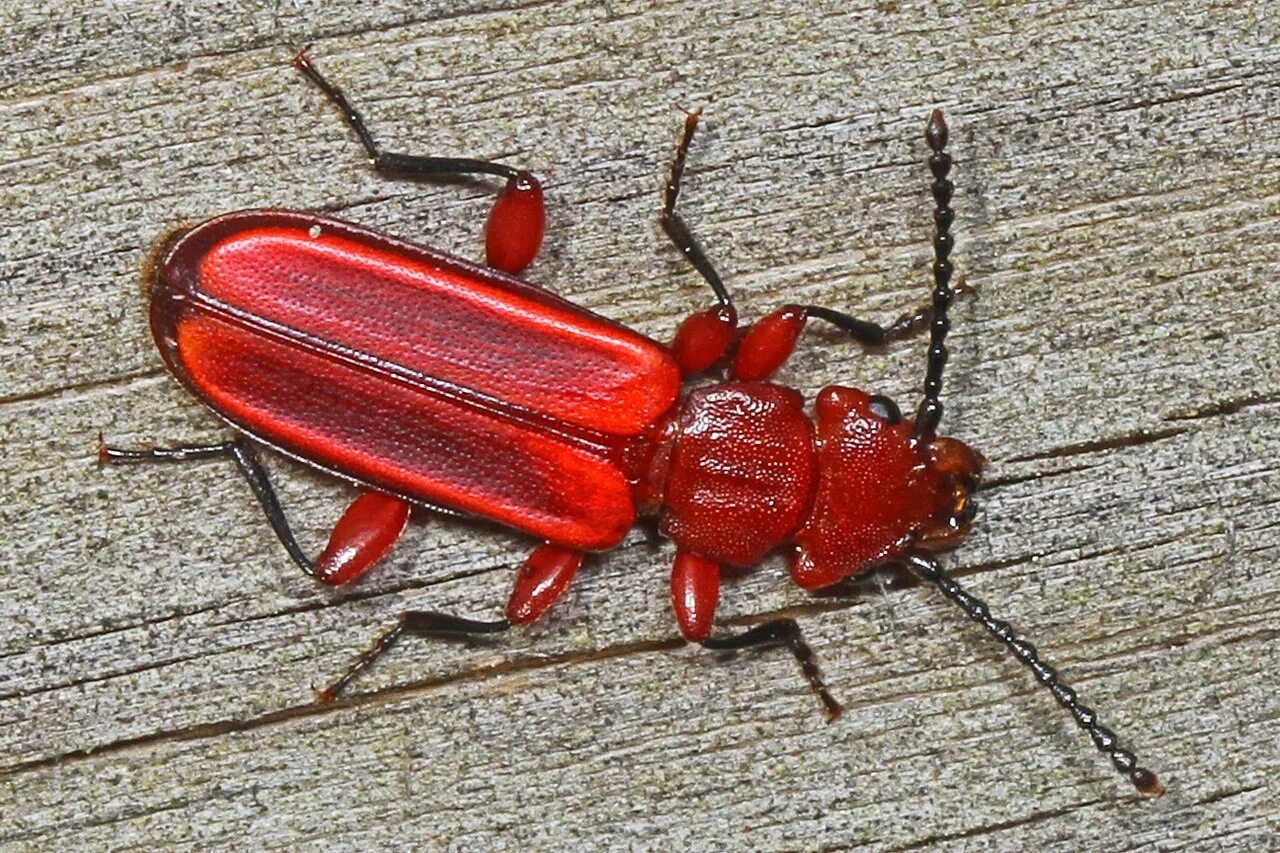 Большие красные жуки