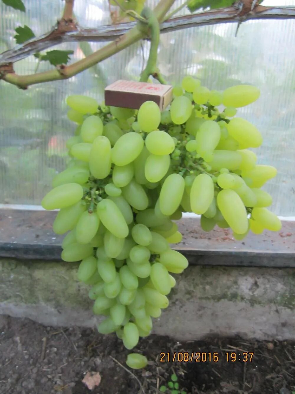 Виноград начал. Виноград начал