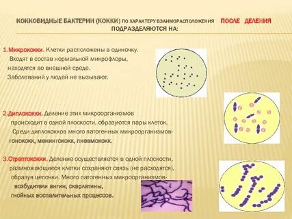 Морфология бактерий и методы ее изучения