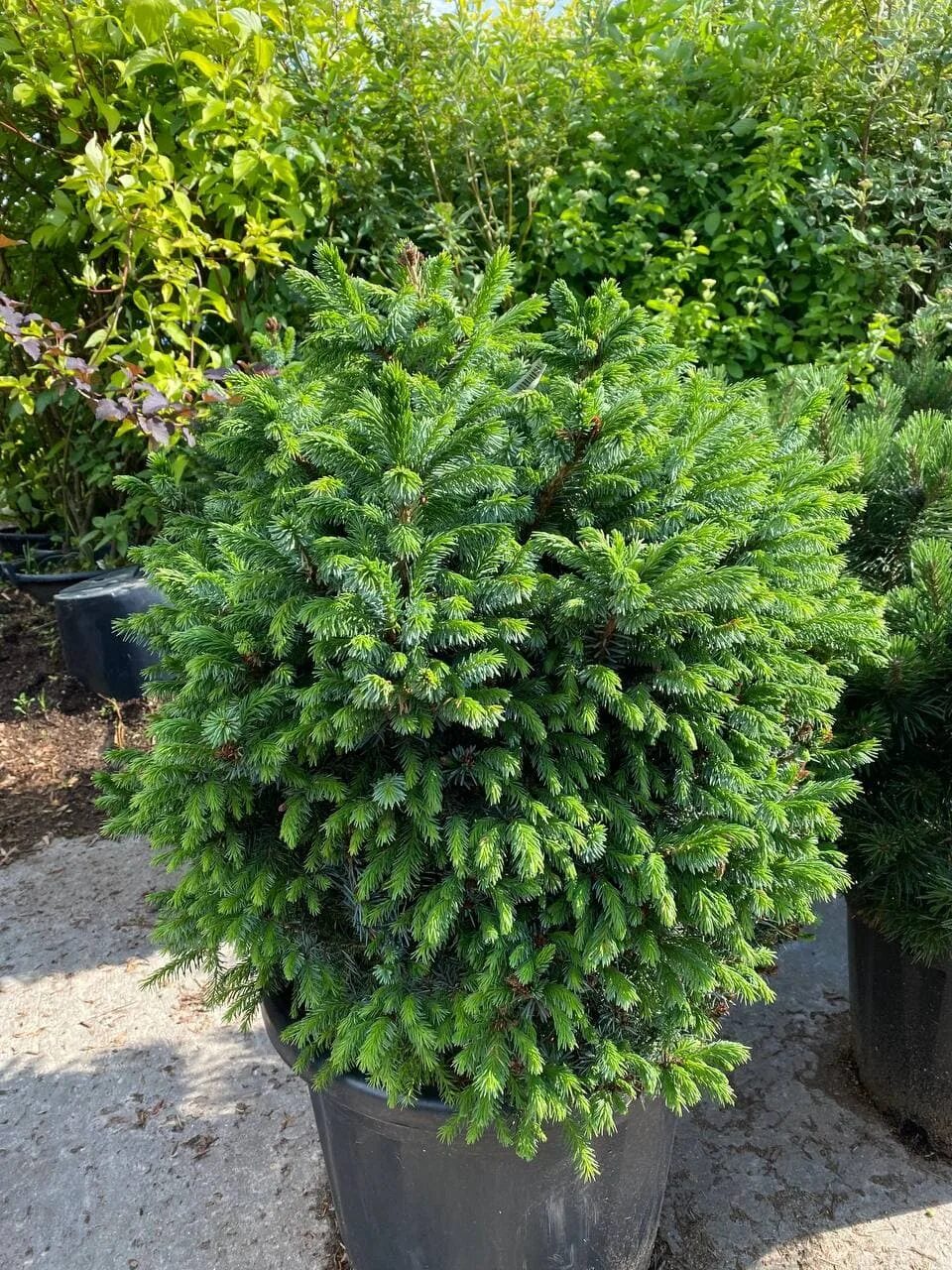 Ель сербская nana. Picea omorika nana. Ель сербская ауреа. Ель сербская picea omorika. Ель nana.